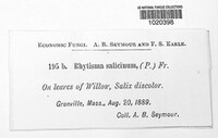 Image of Rhytisma salicinum